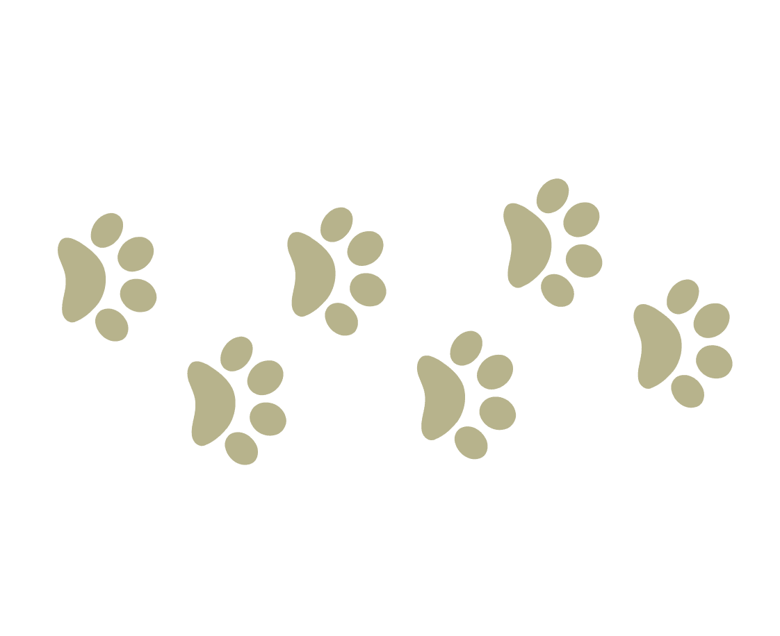 dog-footprints